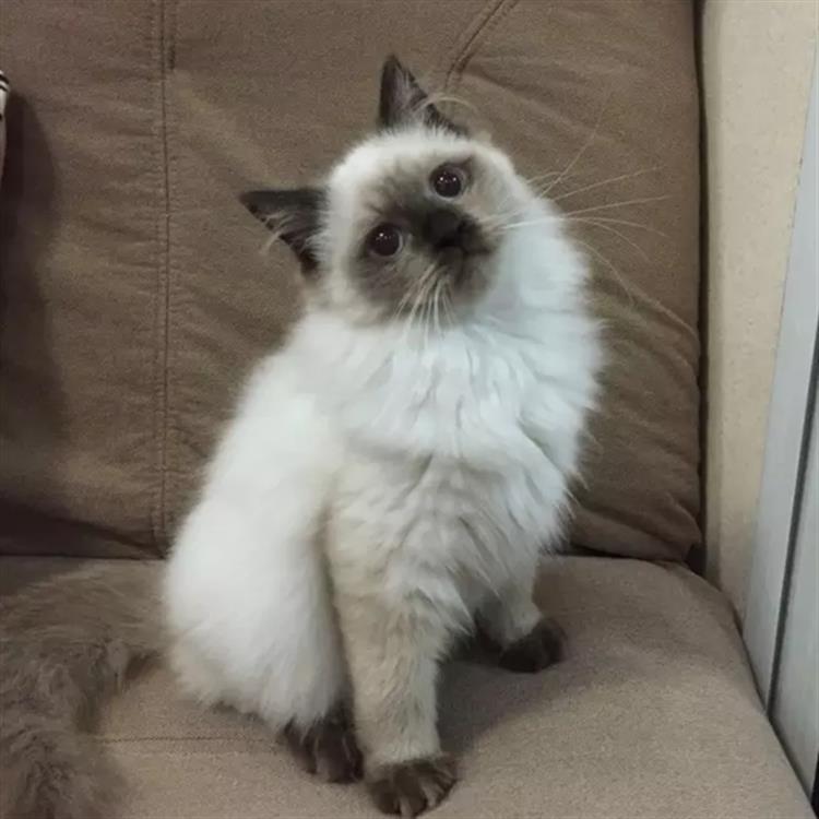 布偶猫幼猫出售纯种重点色布活体海豹双色奶油猫咪