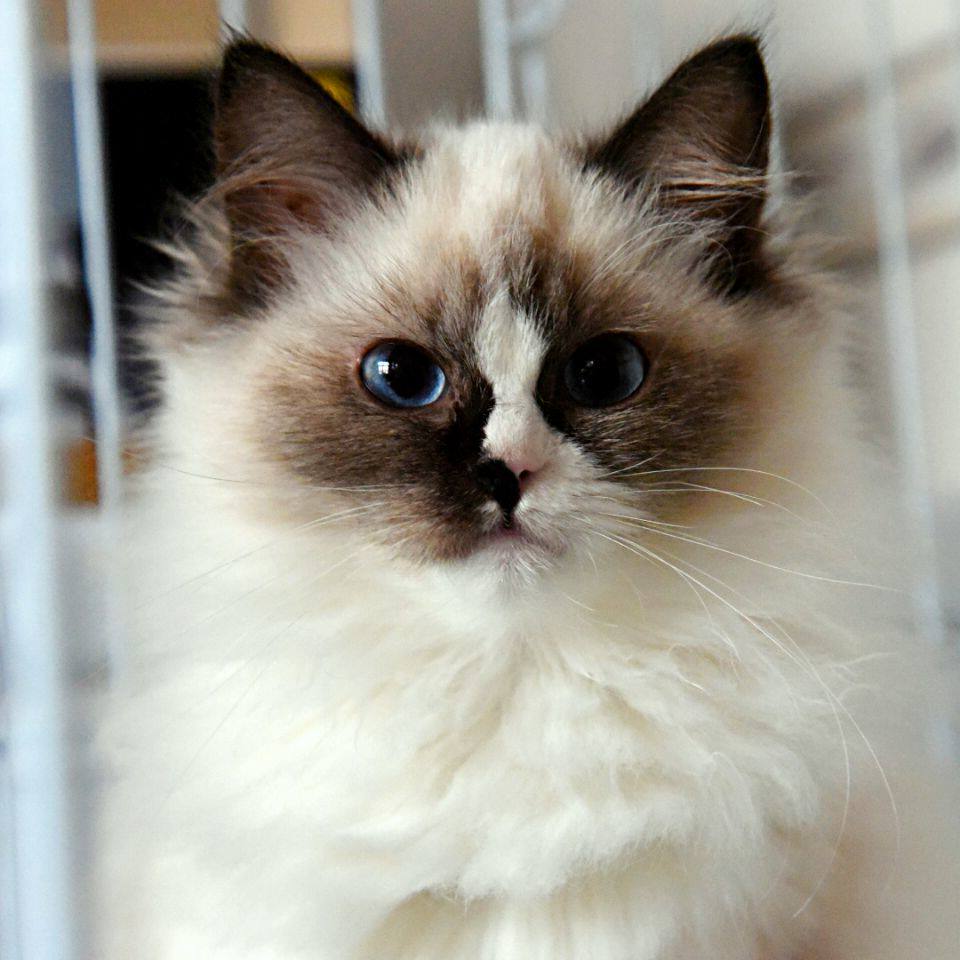 上海出售cfa赛级血统布偶幼纯种活体猫咪