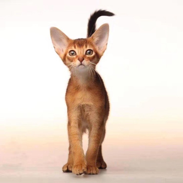 幼猫活体阿比赛级宠物猫咪比西尼亚栗色红色猫咪