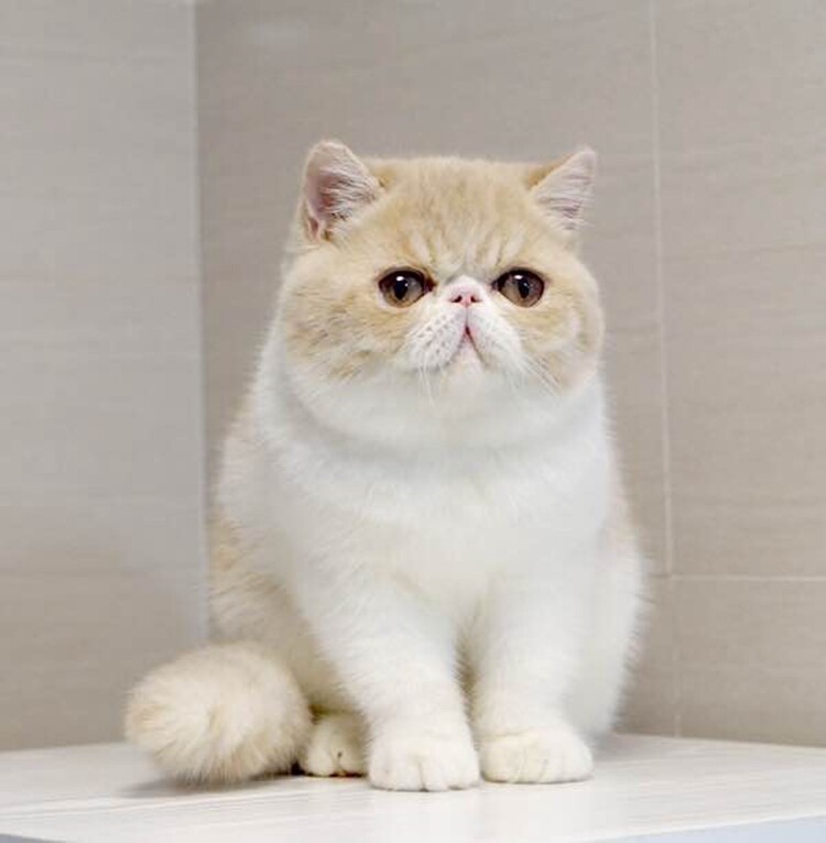 赛级加菲猫宠物活体异国短毛幼猫水滴滴眼包子猫咪