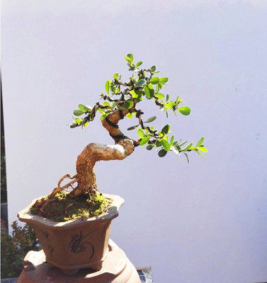 黄杨盆景微型小品瓜子树桩造型小叶实拍桌面时令草本花卉