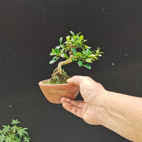 黄杨盆景微型小品瓜子树桩造型小叶实拍桌面时令草本花卉