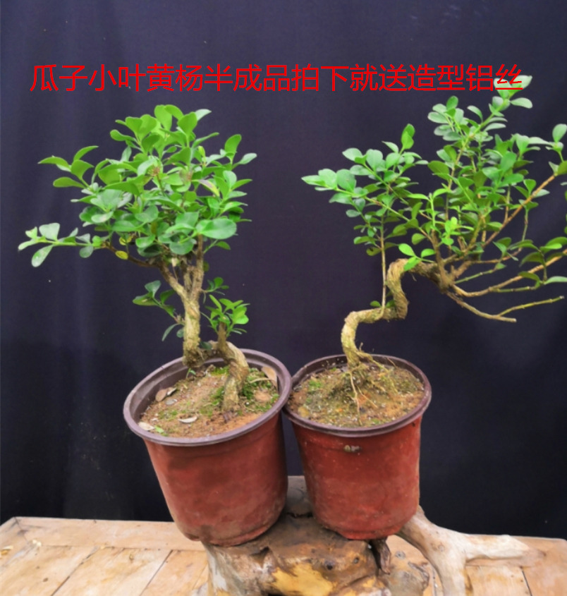 黄杨盆景微型小品瓜子树桩造型小叶实拍桌面花卉