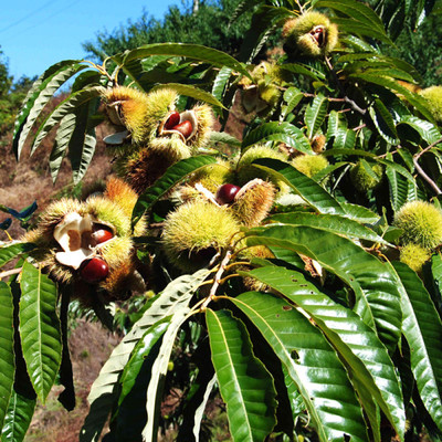 生鲜迁西油栗大山原生态栗子秦皇岛青龙特产新鲜板栗