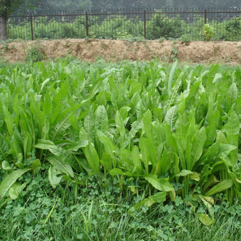 种子牧草俄罗斯高新品进口新品营养价值饲料草籽家庭园艺种子