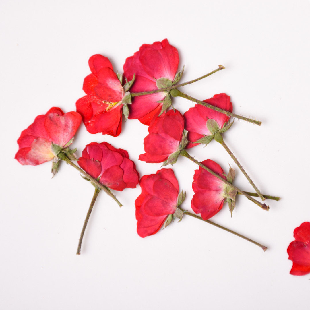 河粉手作蔷薇正红红色月季干花真花包自制滴胶干花