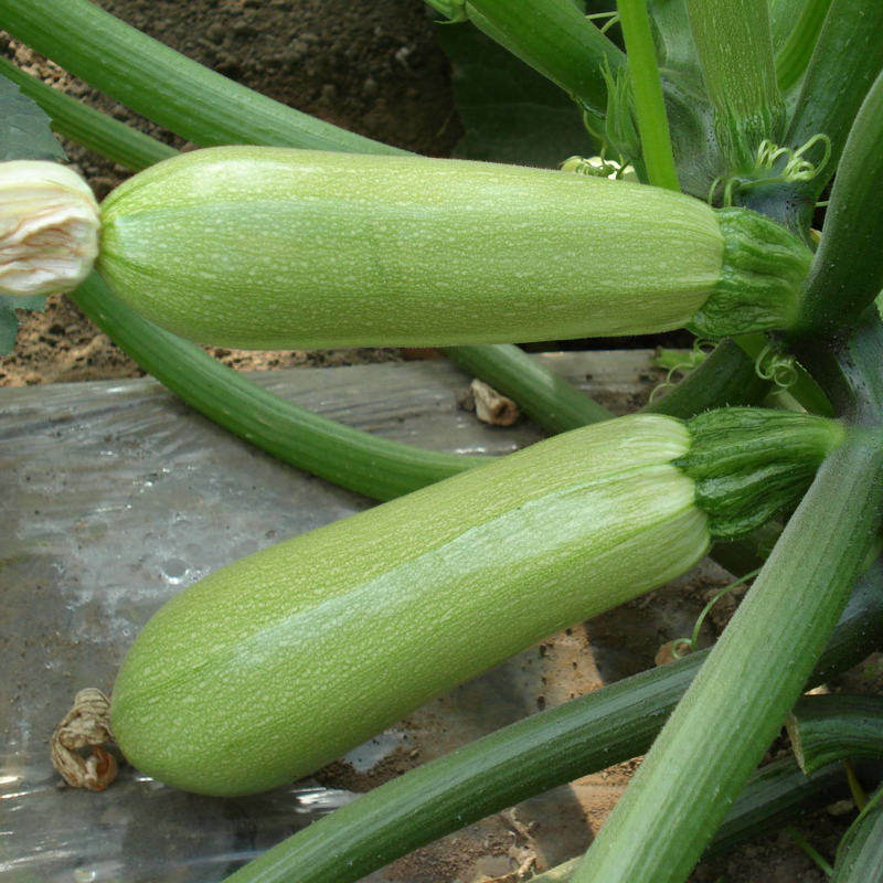 正品法国占瓜角瓜耐寒易耐寒西葫芦四季播种大棚家庭园艺种子