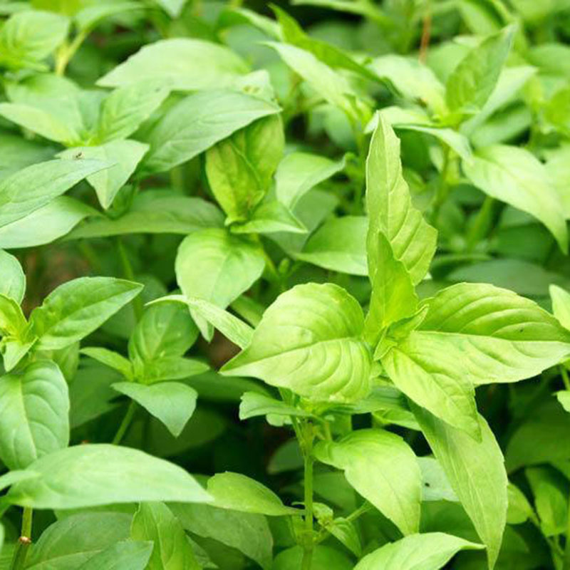 荆芥种子菜籽河南大叶清凉蔬菜四季播荆菜农家庭园艺种子