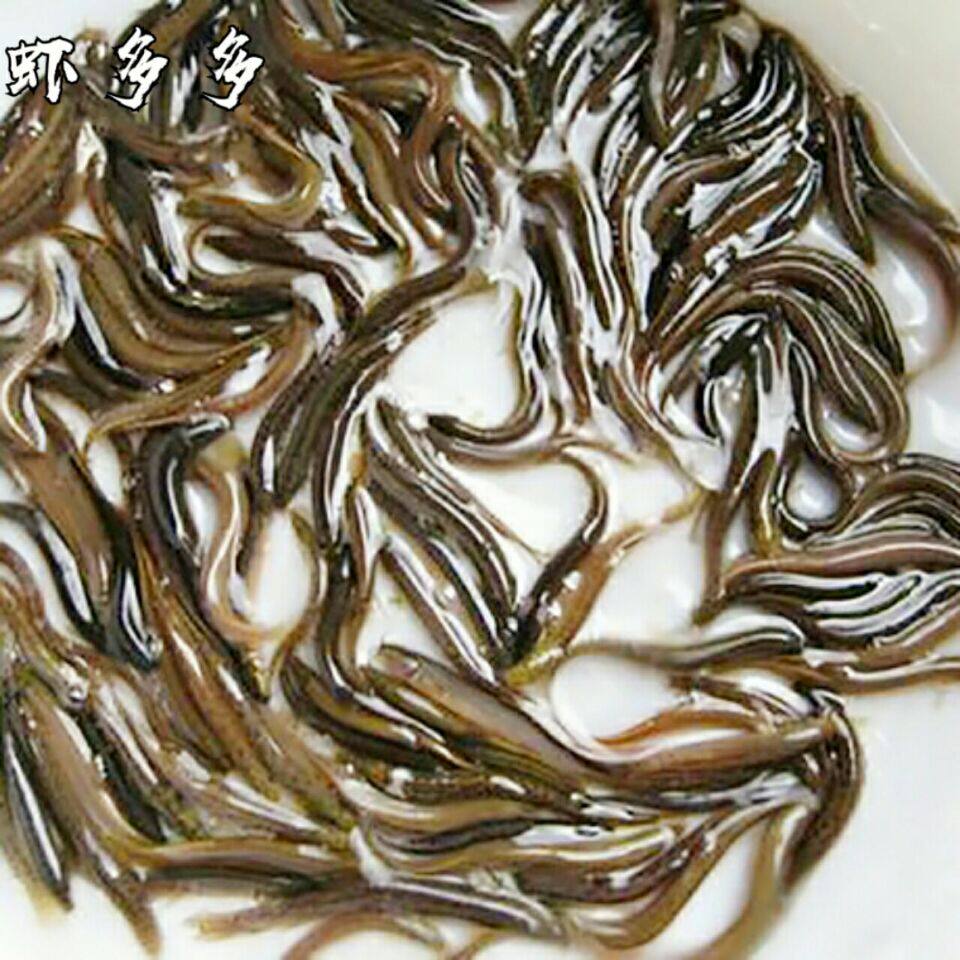 台湾泥鳅苗饲料鱼活体小泥鳅观赏鱼龙鱼鳄龟血鹦鹉罗汉鱼新鲜鱼粮