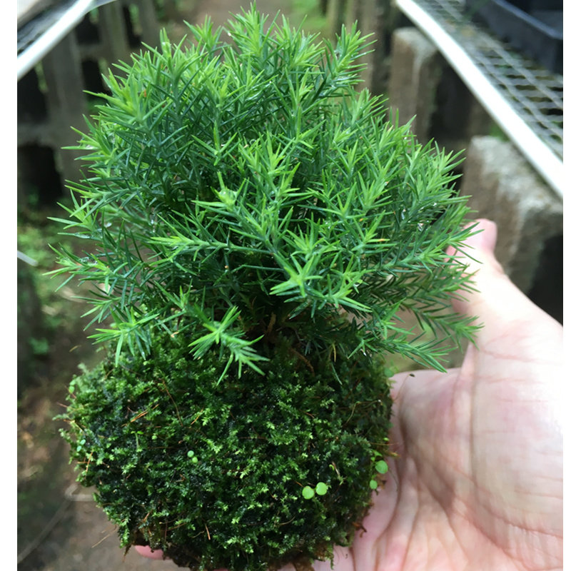 雾松盆栽雾松盆景植物水苔球水培水松苔玉球室内净化空气四季长青
