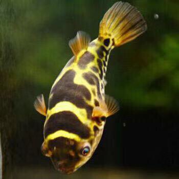 活体黄金金娃娃狗头河豚潜水艇可爱淡水凶猛热带鱼