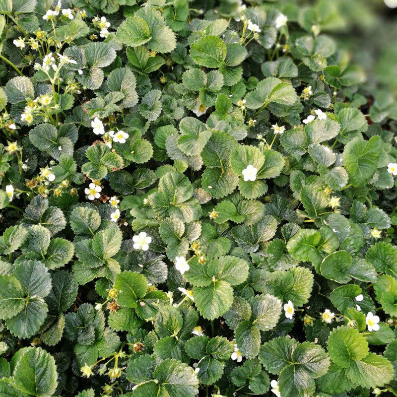 草莓大促进口四星苗白蜜香淡雪桃熏美味白草莓绿植