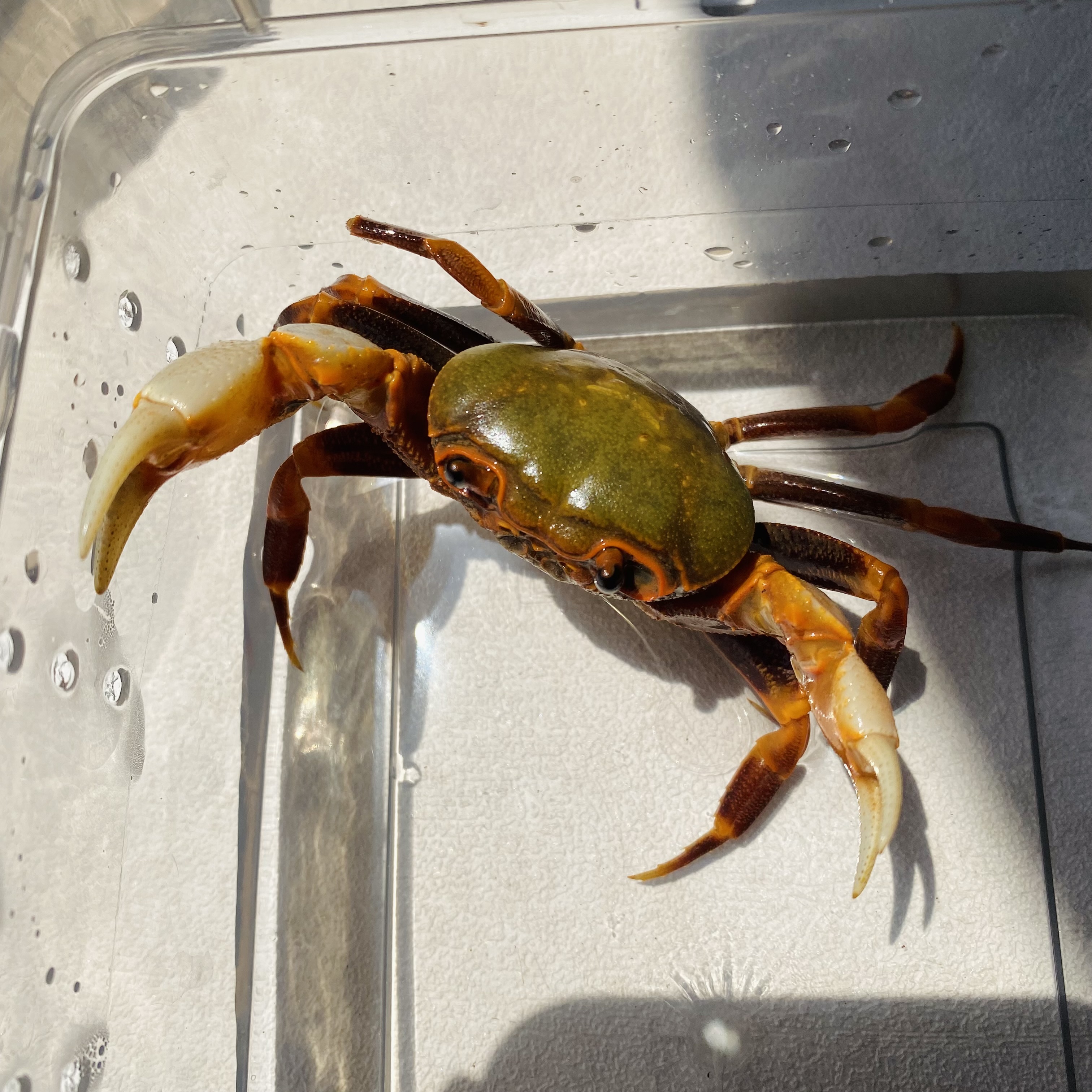 南海宠物观赏紫地淡水绿蓝溪蟹手套白手套螃蟹蟹