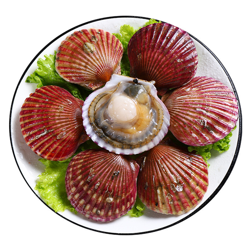 扇贝青岛新鲜现捕大红3斤包邮贝类海鲜水产扇贝