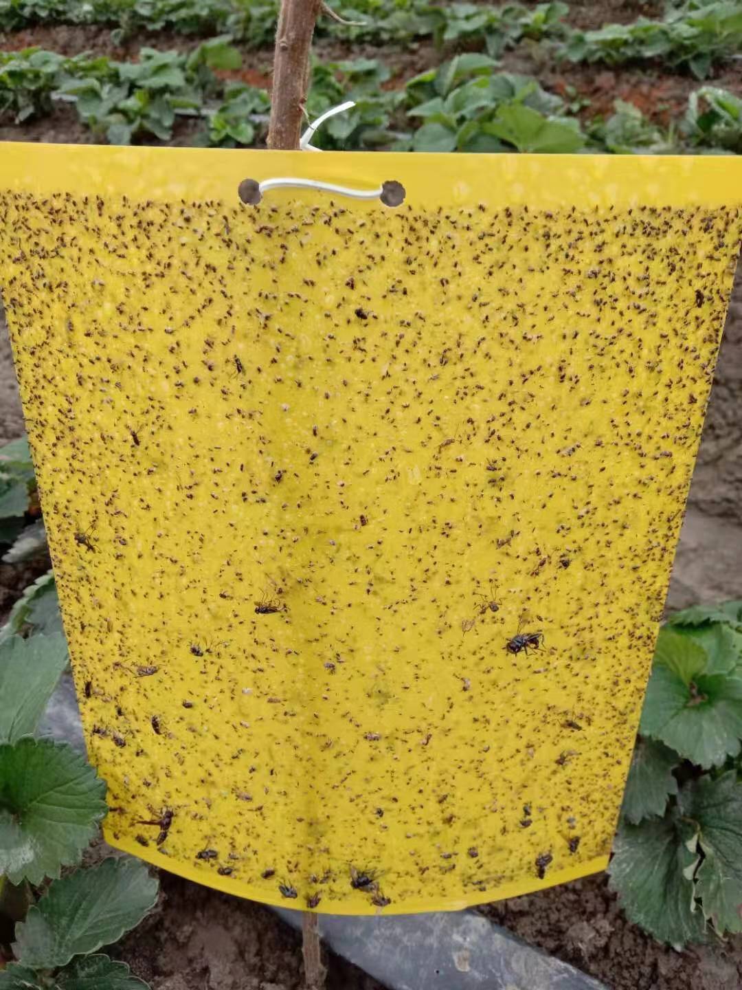 粘虫板双面黄板诱虫板纸贴黄色黏虫防水灭小其它园艺用品