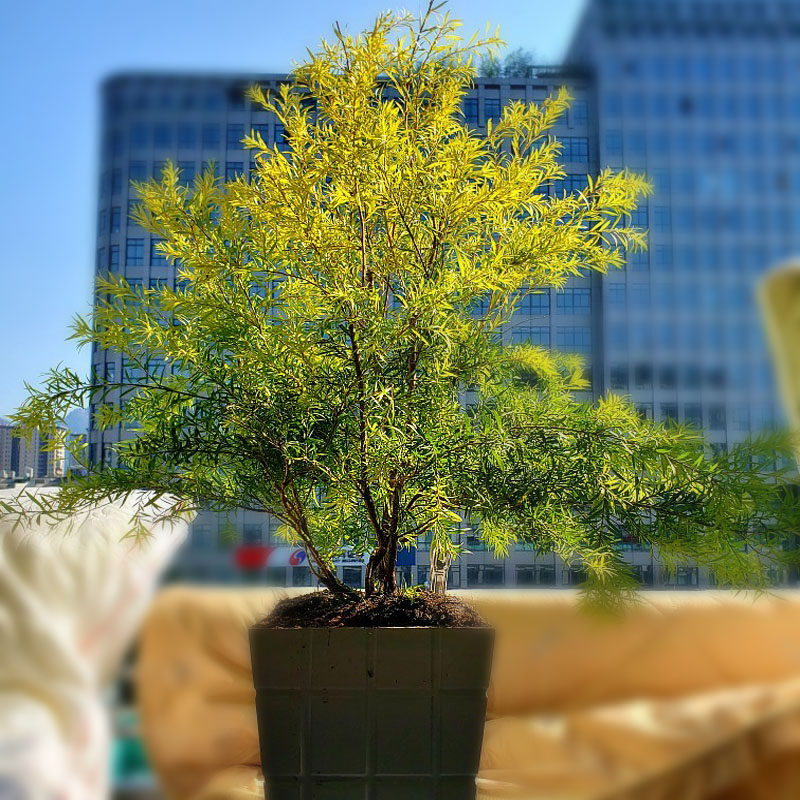 黄金香皮实常青四季金四季千层植物阳台花镜庭院绿植