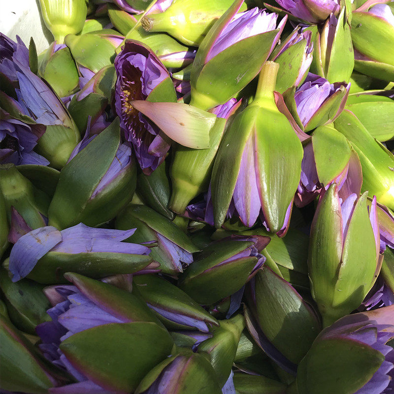 春木家高浓度蓝莲花纯露500ml高比例比例头道蒸汽蒸馏纯露