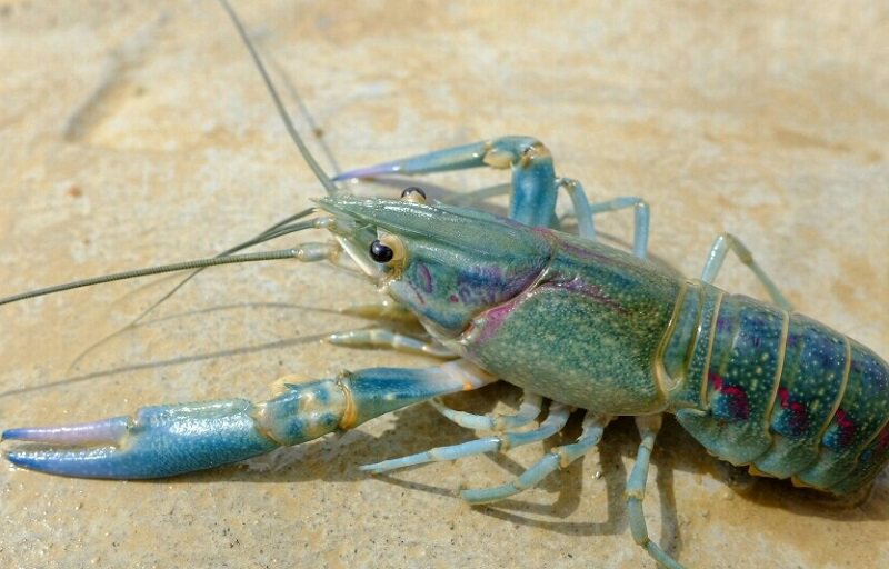 澳洲淡水龙虾小龙虾苗种养殖技术螯虾繁殖公母种观赏虾