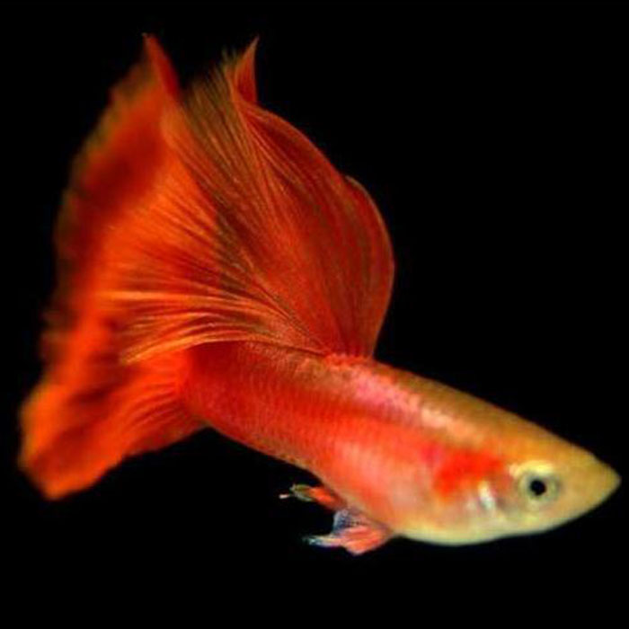 孔雀精品红眼火炬活体热带鱼礼服美国水族淡水鱼