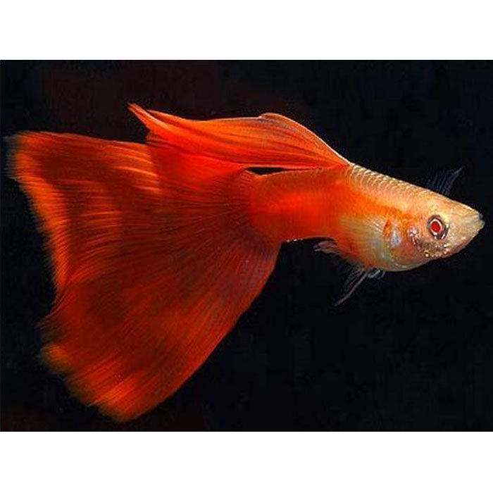 精品红眼火炬孔雀鱼活体热带鱼礼服美国红孔雀水族淡水观赏小型鱼