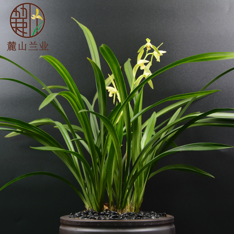 建兰四季兰素素心仁化白浓香型花苞室内办公室时令草本花卉