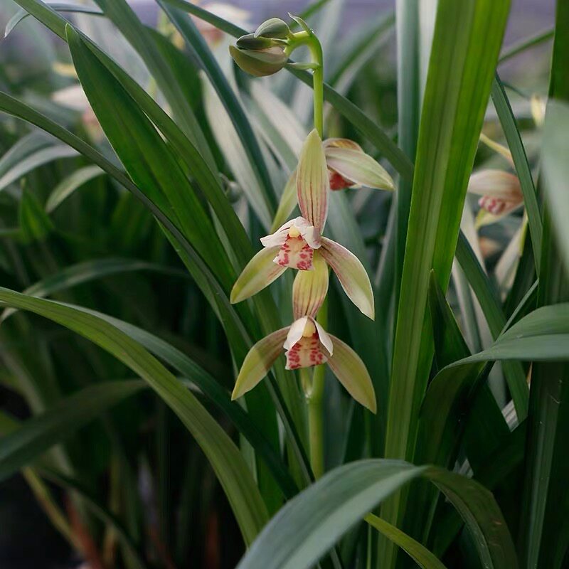 四季建兰峨眉花苗花苞香型客厅阳台花卉
