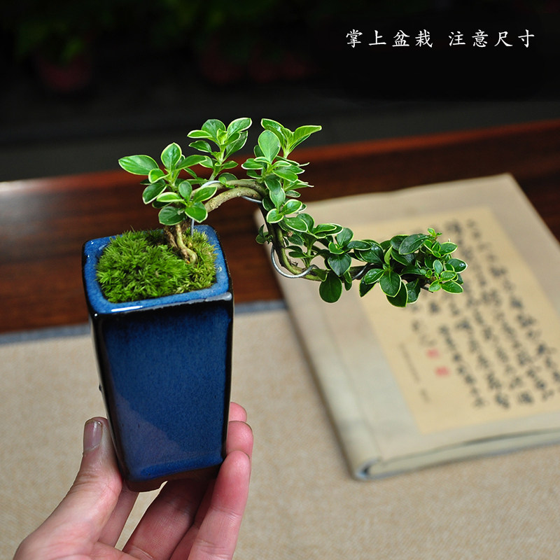 六月雪悬崖临水造型小老桩提根红花四季常青桌面绿植