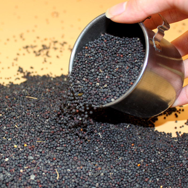 优质养鸟五斤保暖冬季油菜籽鸟食玉鸟芙蓉鹦鹉鸟食