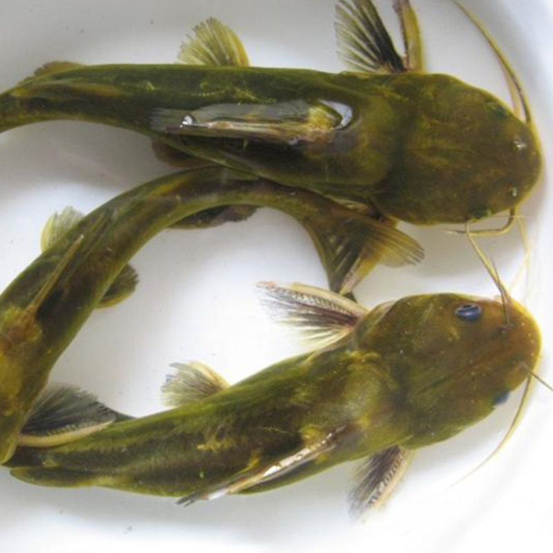 微山湖活鱼现杀鲜活新鲜黄骨鱼昂刺鱼昂针黄辣丁500g淡水鱼类