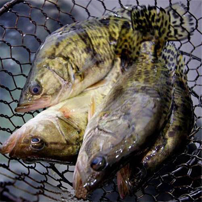 鳜鱼微山湖原生态鲜活活现活体桂鱼桂花新鲜养殖淡水鱼类