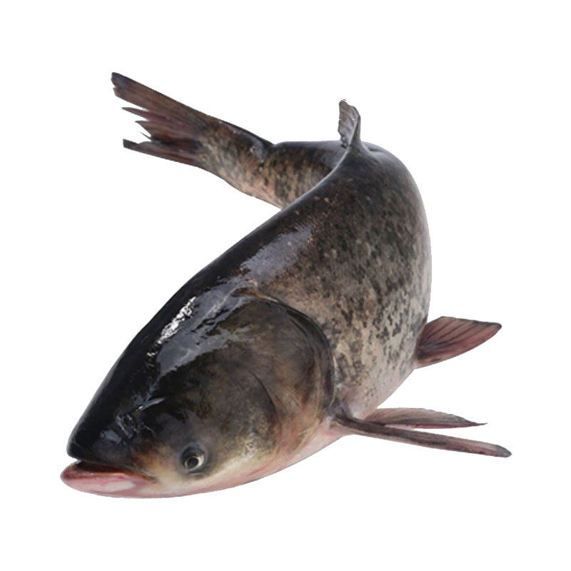 微山湖野生胖头鱼花鲢白鲢生鲜鱼年货胖头鱼4555斤条顺丰包邮