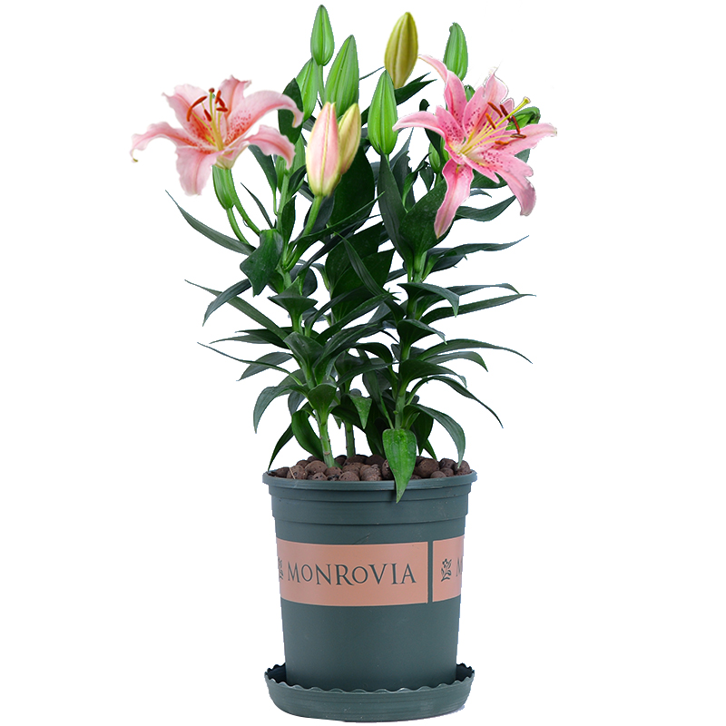 百合花盆栽鲜花花苞阳台养活绿植室内外客厅四季时令草本花卉