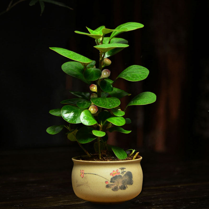 小盼菩提树盆栽办公室桌面绿植四季常青花卉植物绿植
