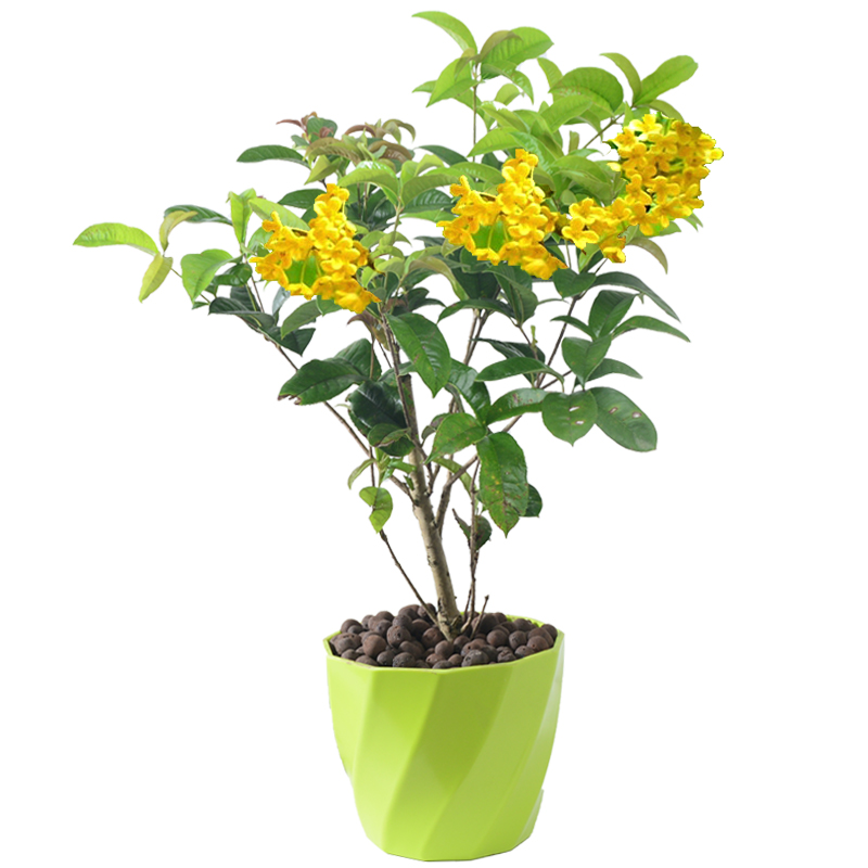 桂花盆栽植物室内绿植清香型四季桂花开花不断卉盆栽好养阳台庭院