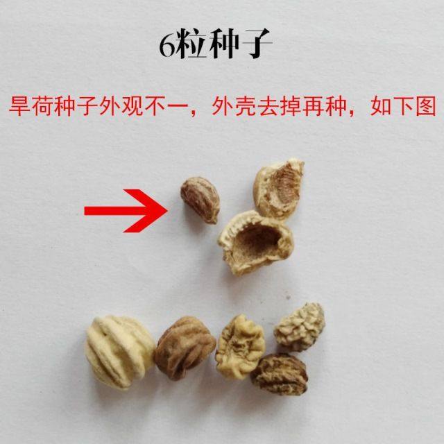 旱金莲种子金莲花四季易种室内阳台爬藤花卉种子旱荷花花籽