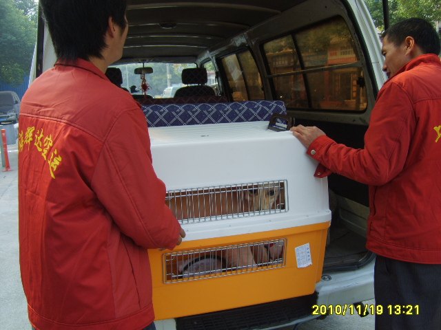 宠物托运 随机宠物运输 上海空运宠物单飞至香港 全国范围送到