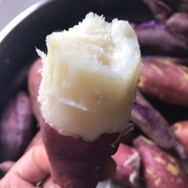 红薯助农新鲜白心5斤10斤白芯板栗番薯芋头番薯