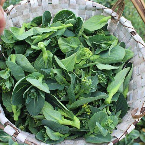 蔬菜菜包薹叶油菜农家菜心露天农经现摘5斤其它