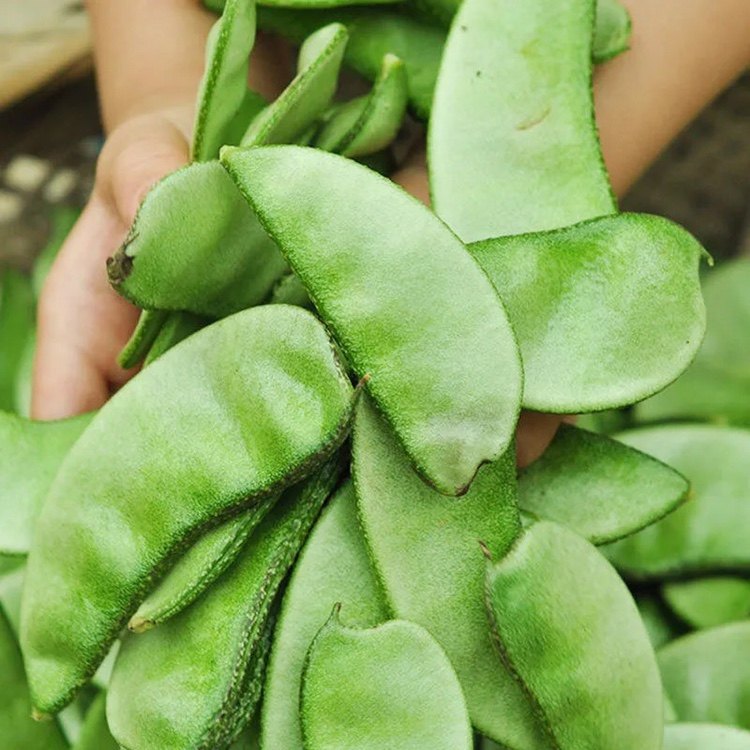 豆角助农紫扁新鲜3斤5斤紫眉梅豆农家蔬菜其它