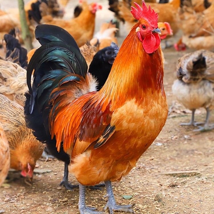 然妈正宗散养大公鸡整鸡农家土鸡公鸡乌骨鸡活体整鸡