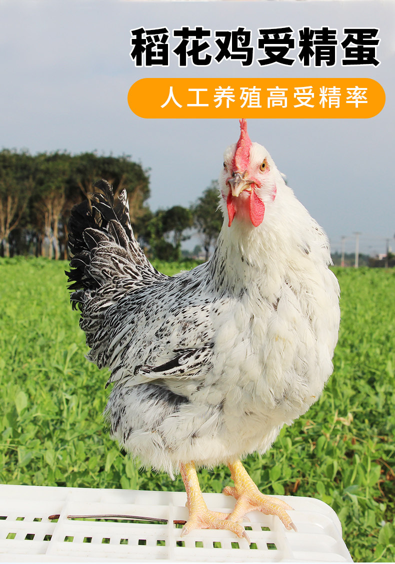 稻花芦花枚包鸡蛋土鸡受精卵活苗小鸡中国白芦花鸡蛋