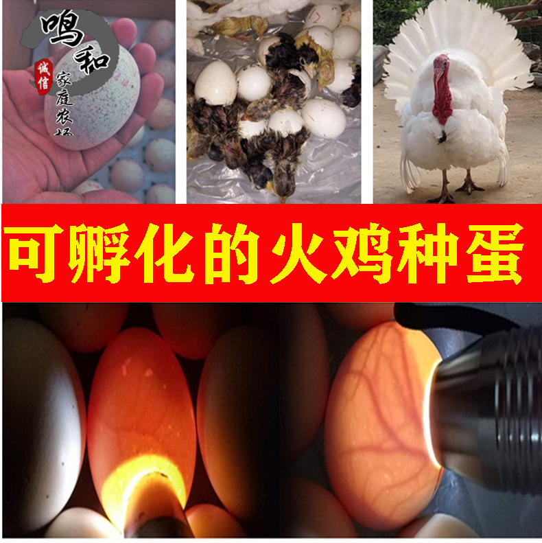 火鸡种蛋 青铜 贝蒂娜 尼古拉混发 受精蛋,火鸡蛋 鸡苗 包邮_双氙车灯