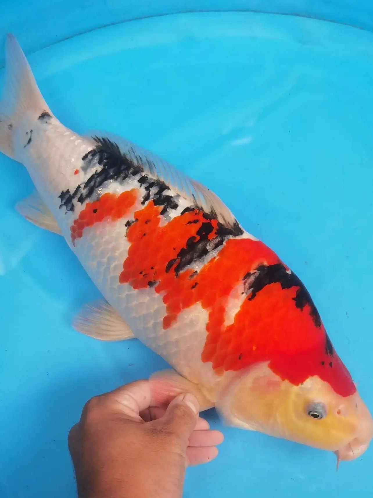 日本引进大正三色锦鲤观赏大鱼鱼苗冷淡淡水鱼