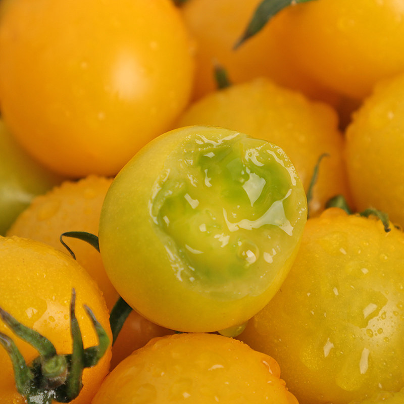 黄色小番茄5斤现摘千禧圣女果夏日阳光柿子新鲜番茄