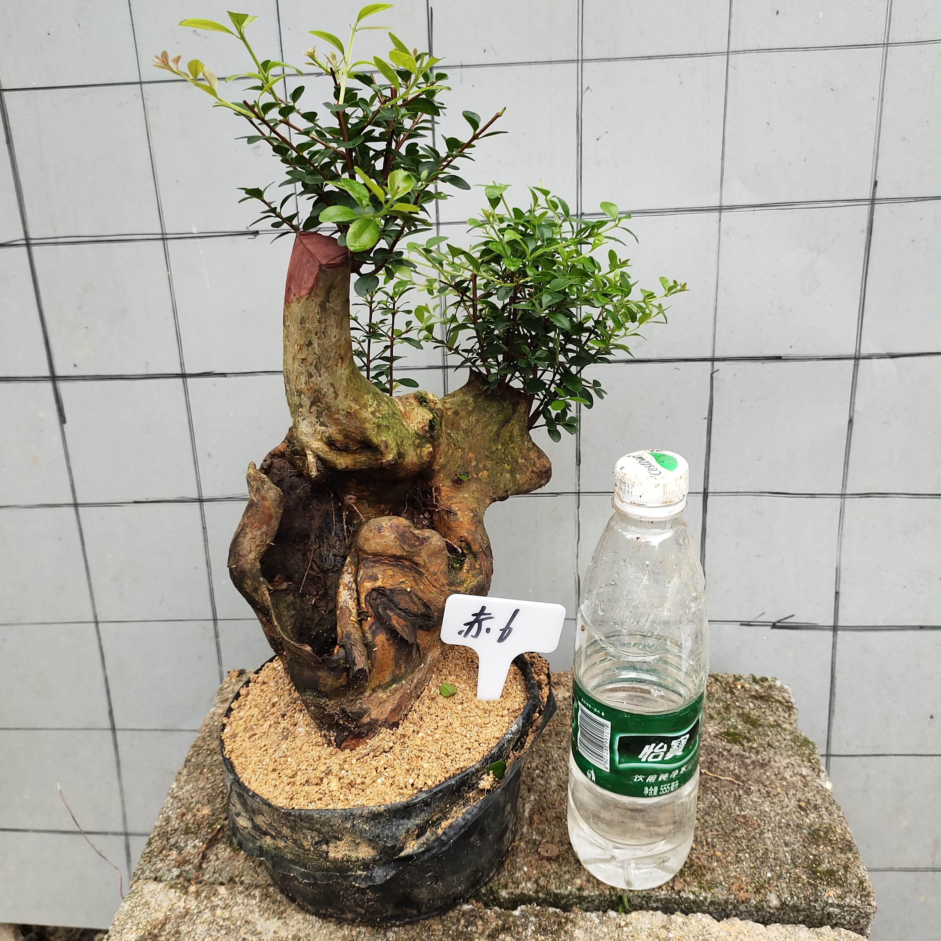 盆栽精品叶植物花卉植物进化空气观赤楠绿植