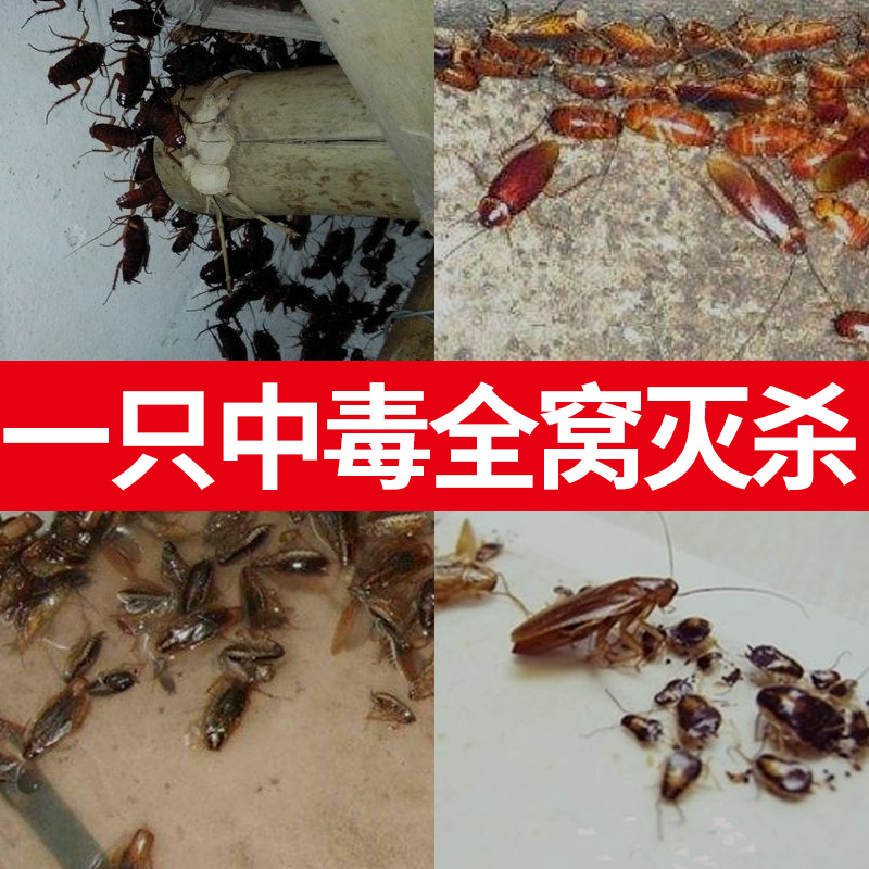 蟑螂药胶饵灭大蟑螂一窝端厨房商用寝室用杀蟑螂打不死的小强