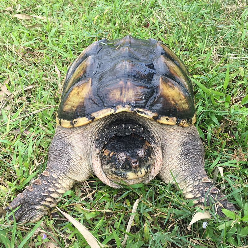 外塘肉龟鳄鱼北美大小鳄龟肉食食用观赏杂佛龟