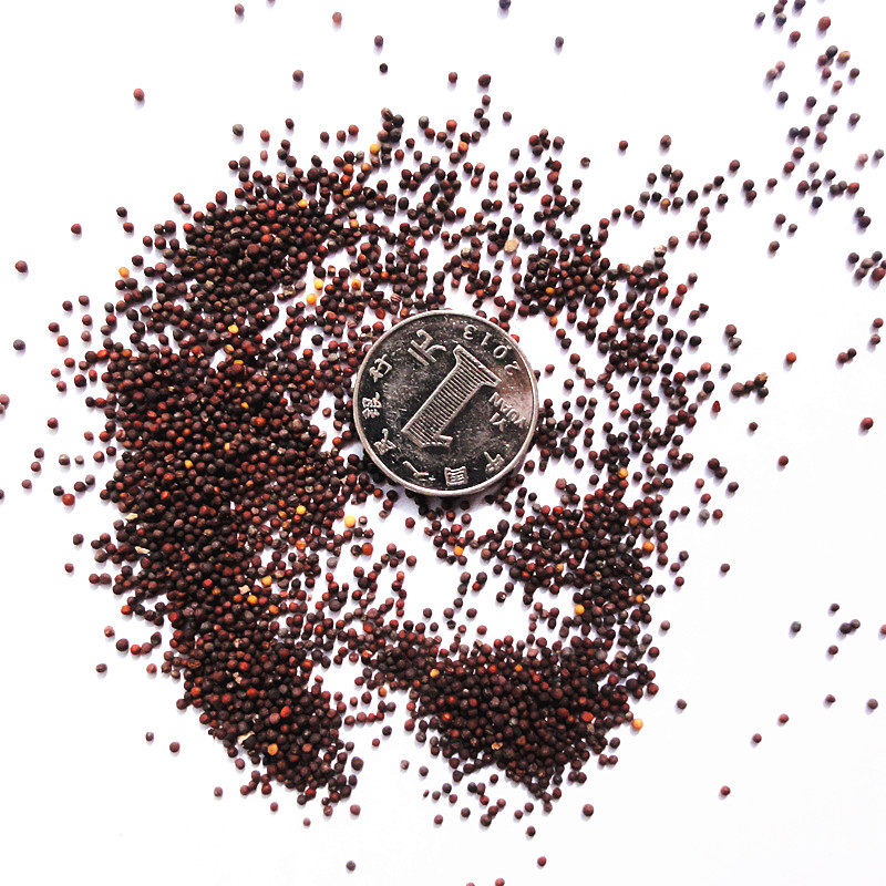 全新鸡毛菜种子 春夏秋冬四季播种抗热耐寒蔬菜种子 有机小青菜籽