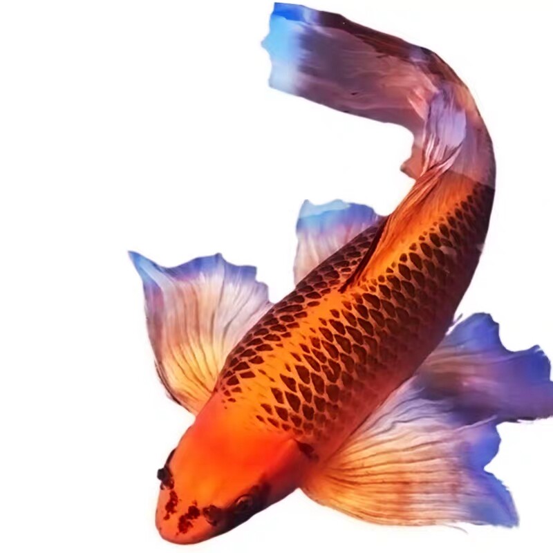 金火凤火凤凰锦鲤鲤鱼活体鱼缸观赏鱼蝴蝶长尾冷水鱼鱼