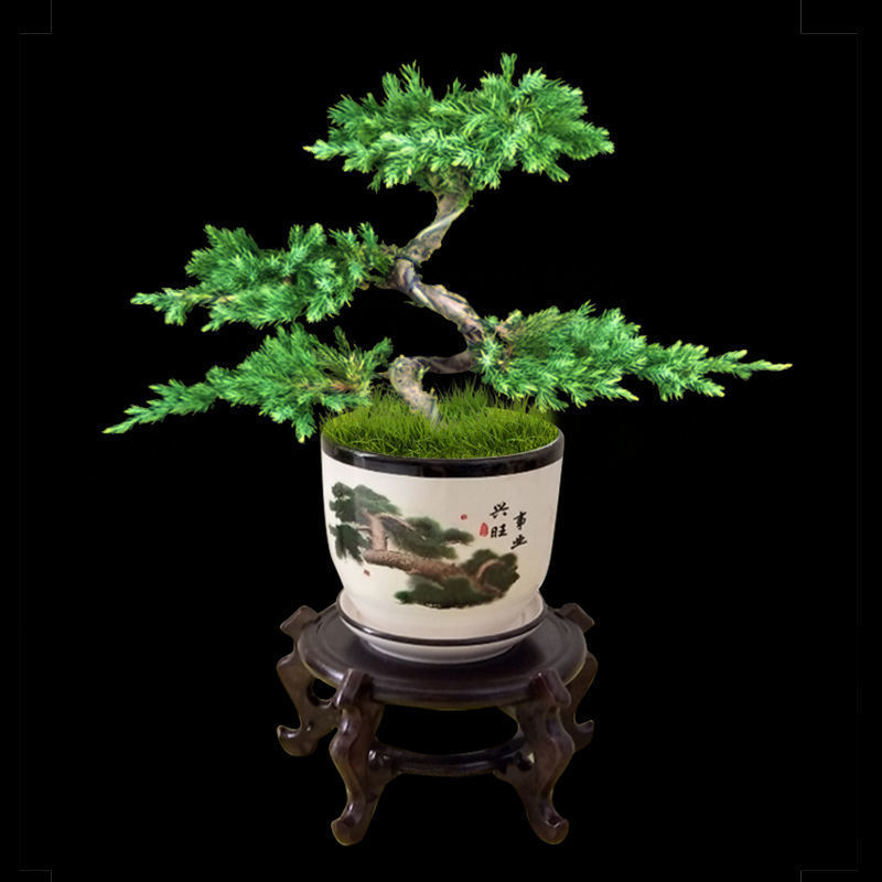迎客松盆景真树松柏树苗盆栽茶桌植物桌上绿植绿植
